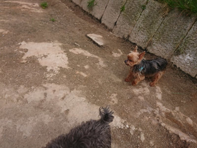 f:id:roukenhome-ann:20190414210146j:plain