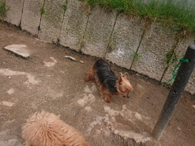 f:id:roukenhome-ann:20190414210155j:plain