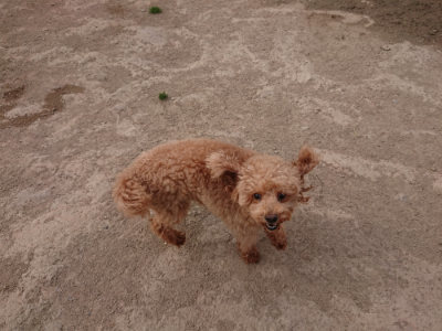 f:id:roukenhome-ann:20190414210227j:plain