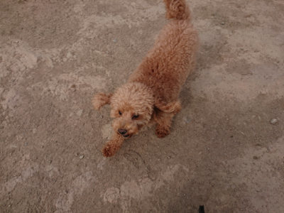 f:id:roukenhome-ann:20190414210234j:plain