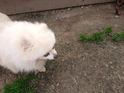f:id:roukenhome-ann:20190414210533j:plain