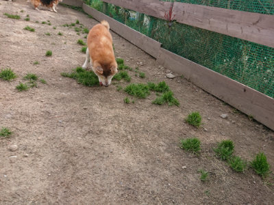 f:id:roukenhome-ann:20190414210835j:plain