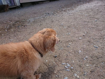 f:id:roukenhome-ann:20190415181348j:plain
