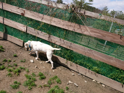 f:id:roukenhome-ann:20190415182004j:plain