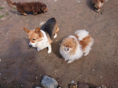 f:id:roukenhome-ann:20190415182241j:plain