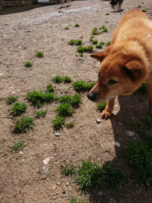 f:id:roukenhome-ann:20190415182405j:plain
