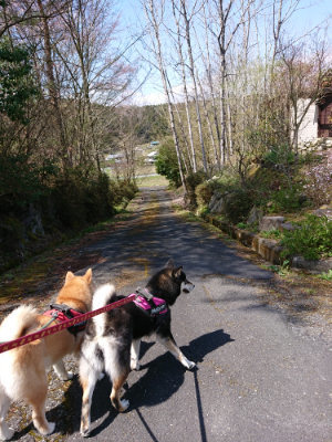 f:id:roukenhome-ann:20190415183404j:plain