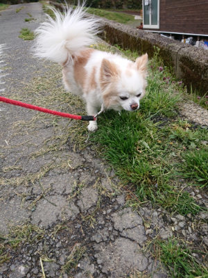 f:id:roukenhome-ann:20190415183822j:plain