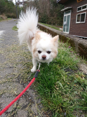 f:id:roukenhome-ann:20190415183829j:plain