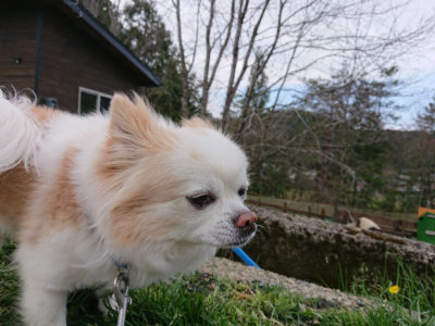 f:id:roukenhome-ann:20190415183836j:plain