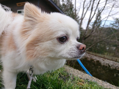 f:id:roukenhome-ann:20190415183849j:plain