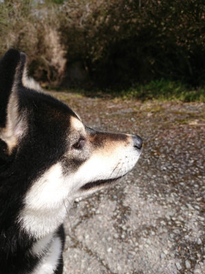 f:id:roukenhome-ann:20190415183912j:plain