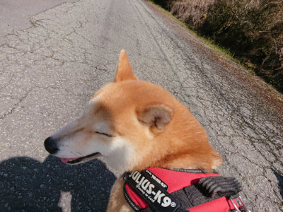 f:id:roukenhome-ann:20190415183918j:plain