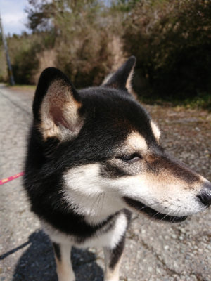 f:id:roukenhome-ann:20190415183951j:plain