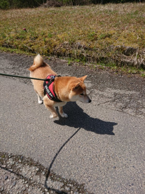 f:id:roukenhome-ann:20190415184001j:plain