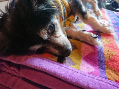 f:id:roukenhome-ann:20190415185127j:plain