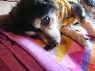 f:id:roukenhome-ann:20190415185133j:plain