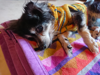 f:id:roukenhome-ann:20190415185334j:plain
