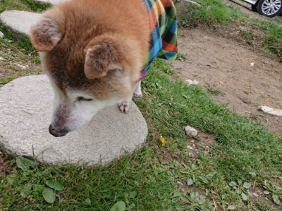 f:id:roukenhome-ann:20190415185638j:plain
