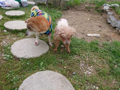 f:id:roukenhome-ann:20190415185649j:plain