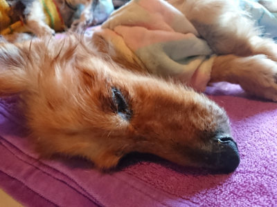 f:id:roukenhome-ann:20190415185729j:plain