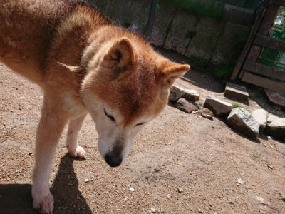 f:id:roukenhome-ann:20190415201347j:plain