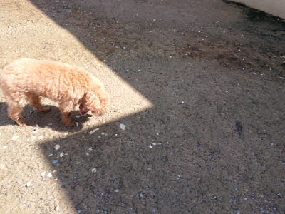 f:id:roukenhome-ann:20190415201410j:plain