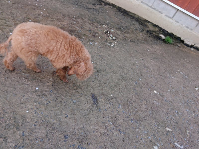 f:id:roukenhome-ann:20190415201437j:plain
