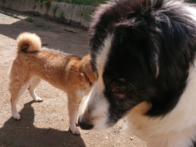 f:id:roukenhome-ann:20190415201552j:plain