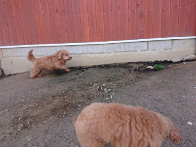 f:id:roukenhome-ann:20190415201602j:plain