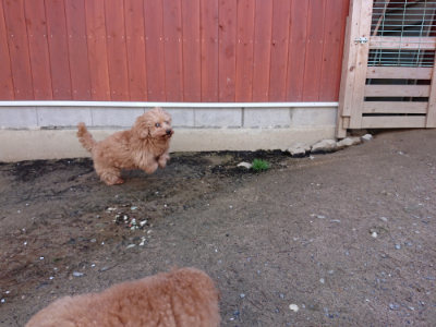 f:id:roukenhome-ann:20190415201710j:plain