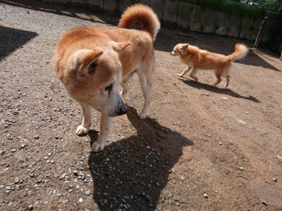 f:id:roukenhome-ann:20190415202537j:plain