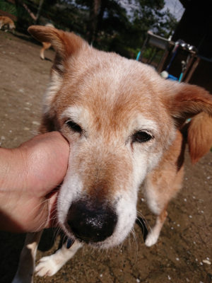 f:id:roukenhome-ann:20190415202838j:plain