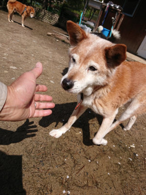f:id:roukenhome-ann:20190415202856j:plain