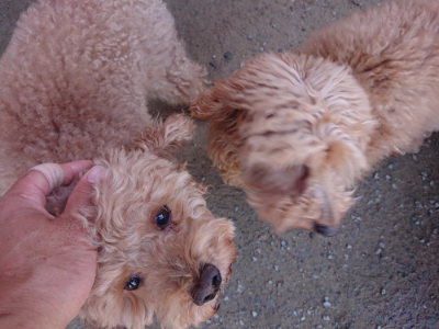 f:id:roukenhome-ann:20190418124835j:plain