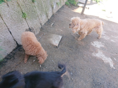 f:id:roukenhome-ann:20190418124953j:plain