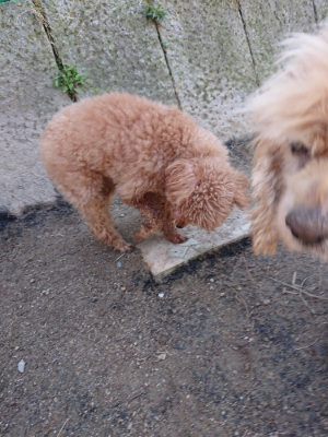f:id:roukenhome-ann:20190418125443j:plain