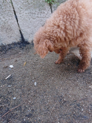 f:id:roukenhome-ann:20190418125614j:plain