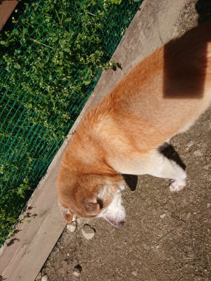 f:id:roukenhome-ann:20190418125908j:plain