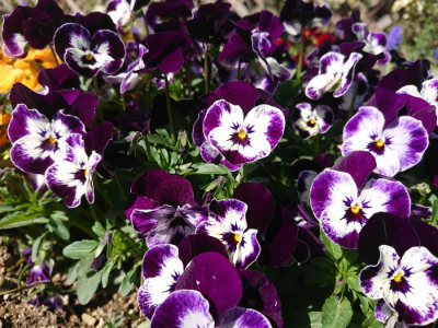 f:id:roukenhome-ann:20190418130716j:plain