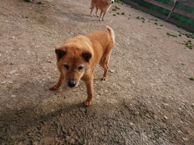 f:id:roukenhome-ann:20190419183642j:plain