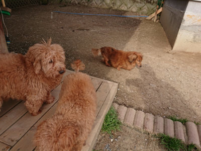 f:id:roukenhome-ann:20190419183658j:plain