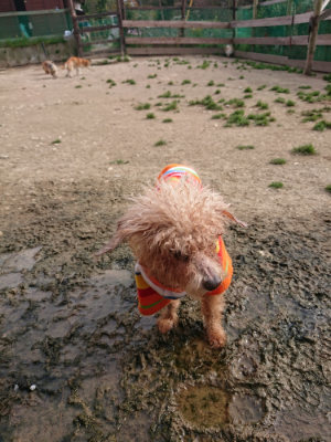 f:id:roukenhome-ann:20190419183711j:plain