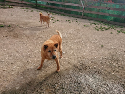 f:id:roukenhome-ann:20190419183724j:plain