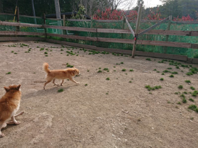 f:id:roukenhome-ann:20190419183752j:plain