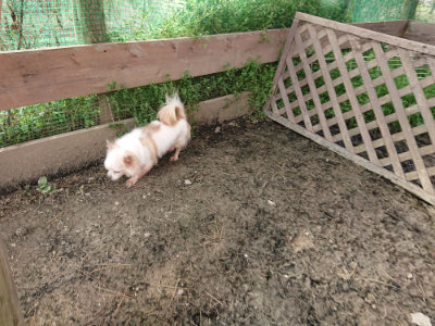 f:id:roukenhome-ann:20190419183758j:plain