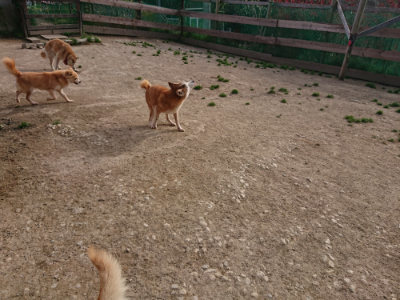 f:id:roukenhome-ann:20190419183905j:plain