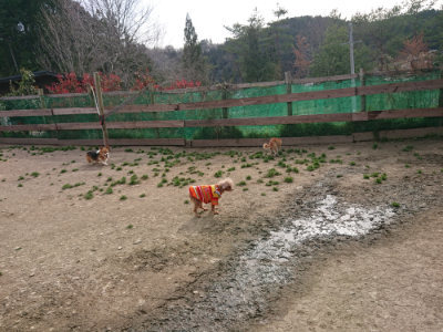 f:id:roukenhome-ann:20190419184021j:plain