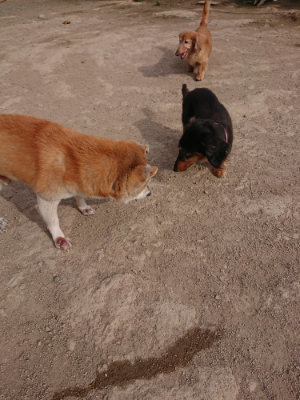 f:id:roukenhome-ann:20190419184130j:plain
