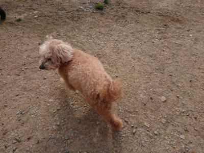 f:id:roukenhome-ann:20190419184200j:plain